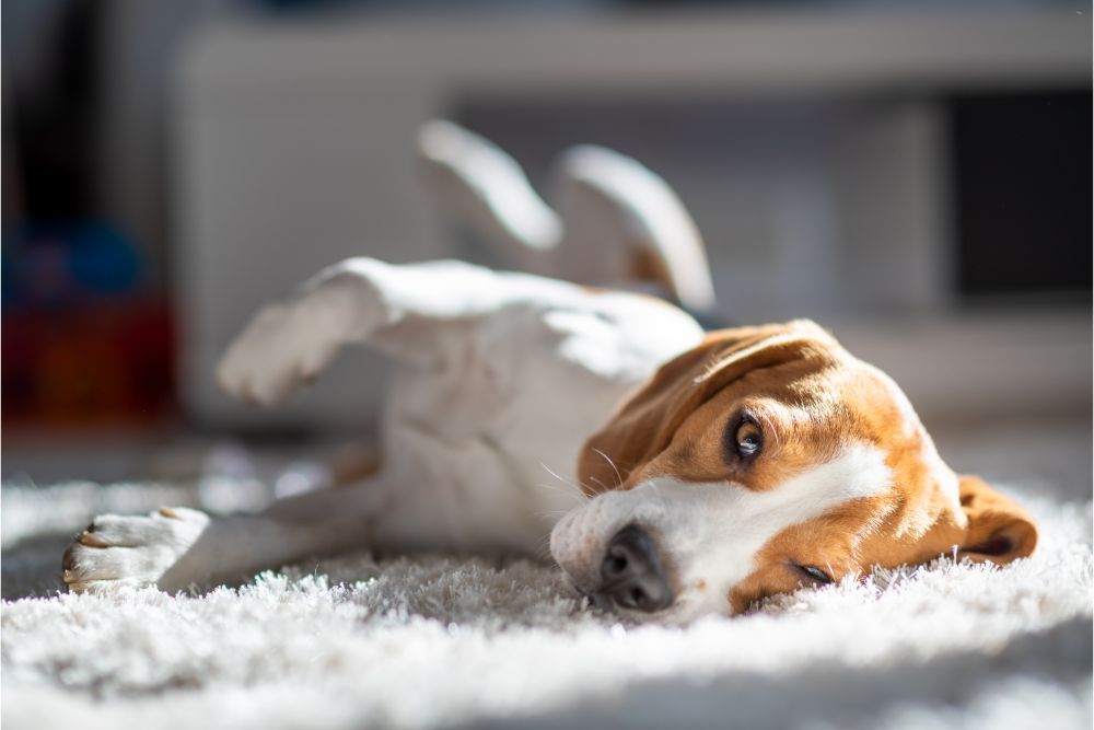 Pet friendly flooring | Carpet USA