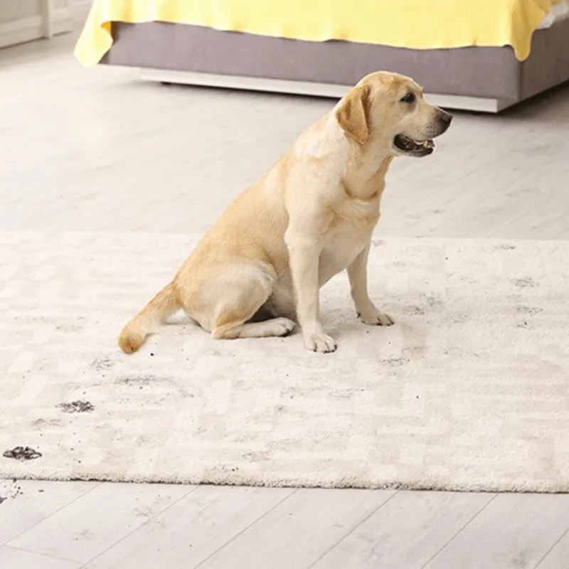 Area-Rugs Dirt | Carpet USA